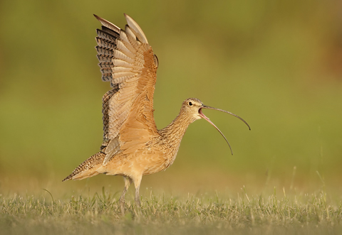 Long-billed-Curlew-18